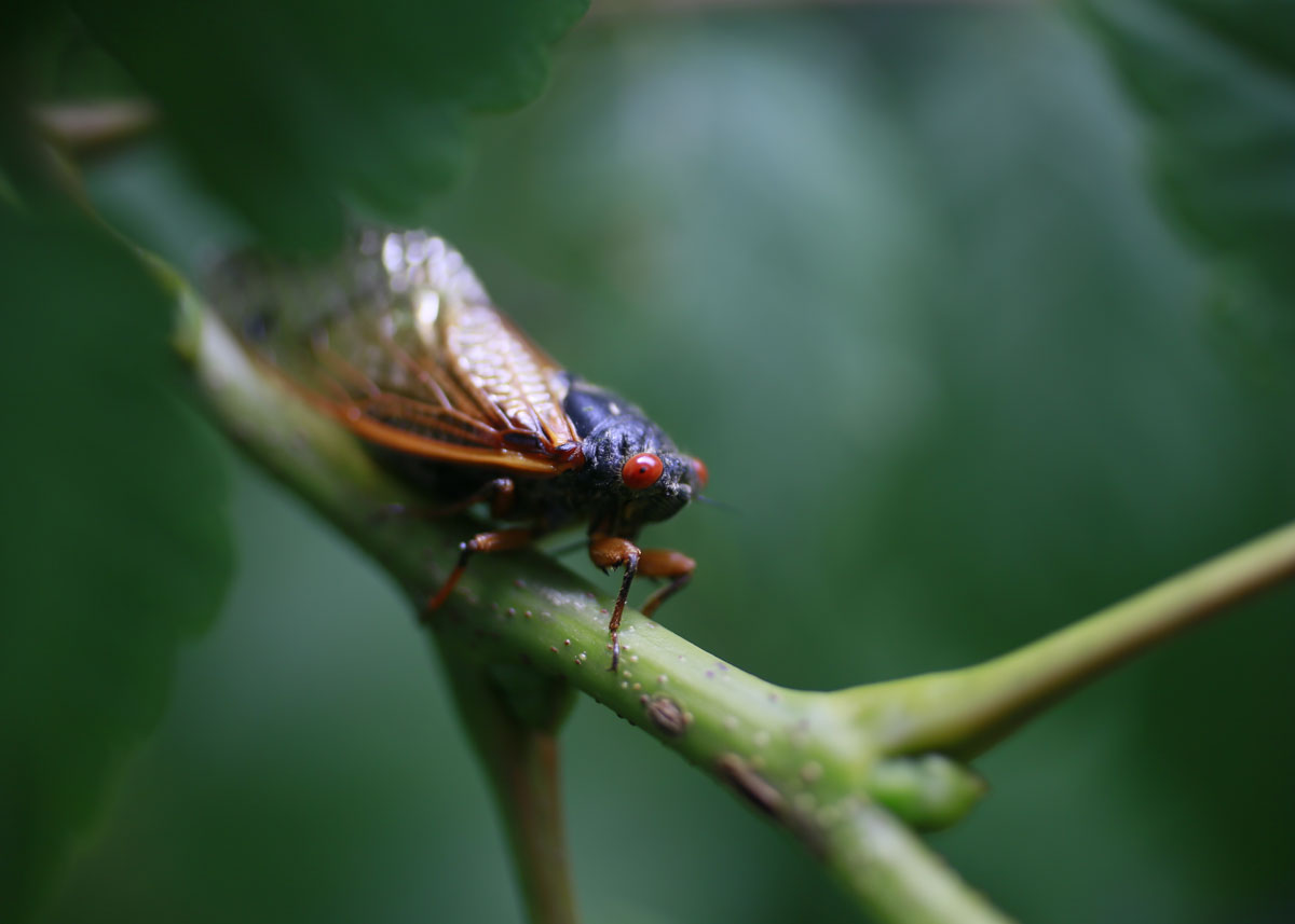 What to Know About the Brood X Cicadas Emergence in Delaware