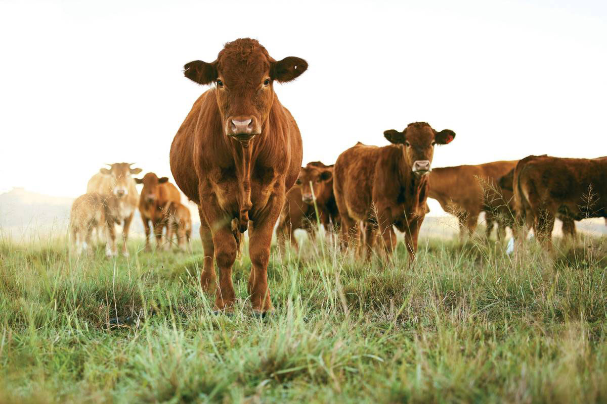 Sustainable Meat and Seafood Grows in Popularity in Delaware