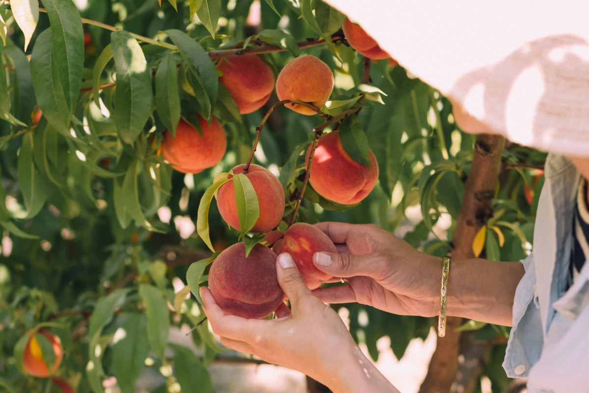 5 Ways to Savor Peaches Throughout Delaware