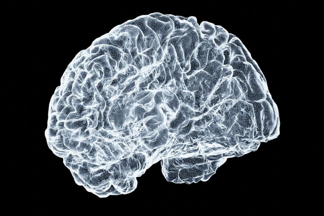 brain