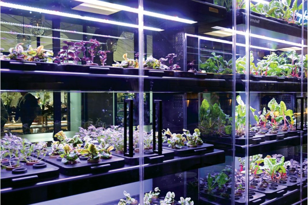 plants