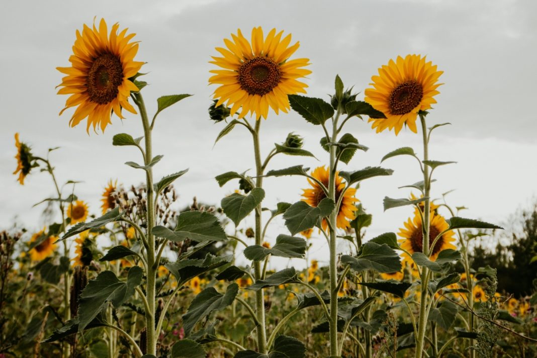 sunflowers