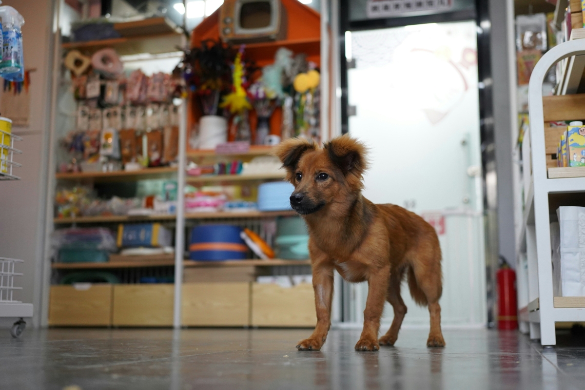 Head to These Delaware Pet Stores for Food and Toys Galore