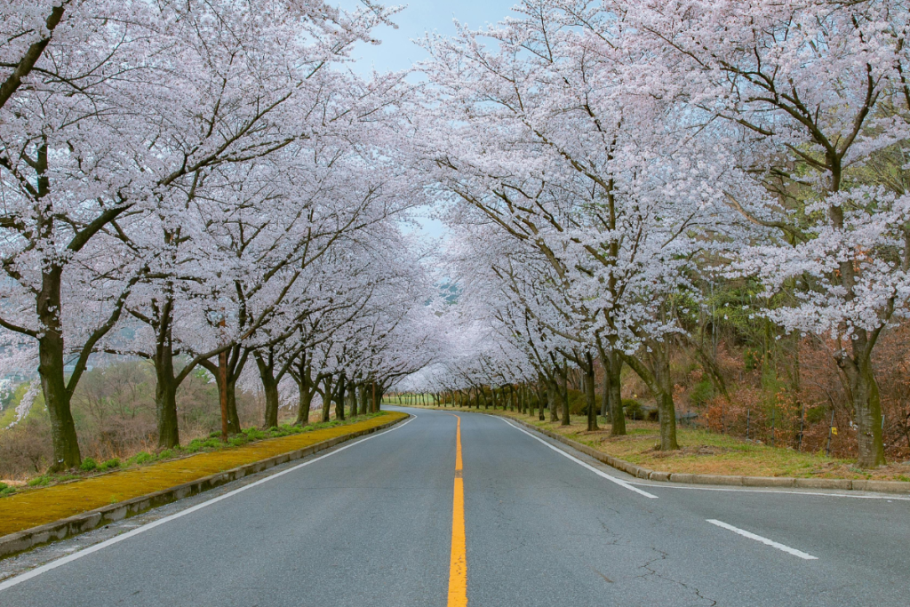 2026 Spring Traveler’s Guide 